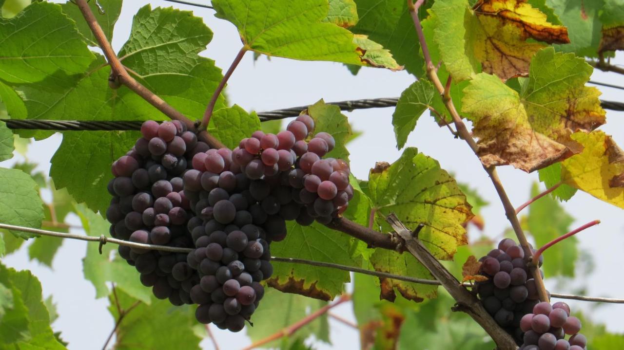 Ferienwohnung Elbsommer Am Weinberg マイセン エクステリア 写真